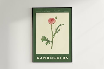 Poster Ranunkel