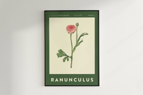 Poster Ranunkel