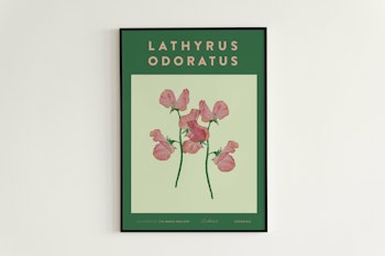 Poster Luktärt