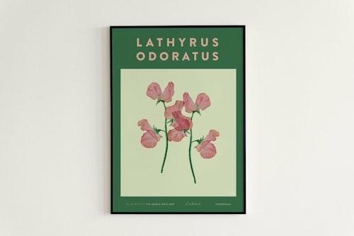 Poster Luktärt