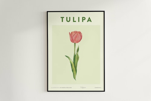 Poster Tulpan