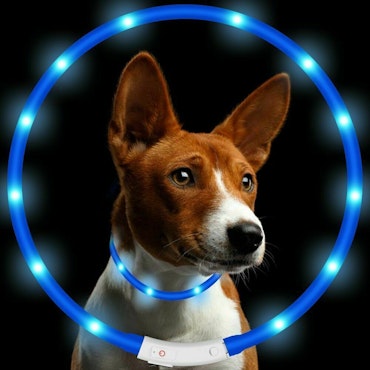 Hundhalsband LED