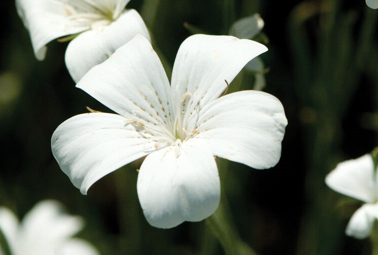 Sommarklätt - Natalie´s Blommor & Ting