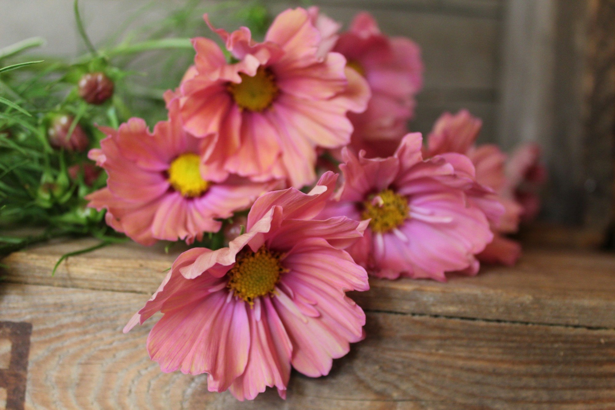 Rosenskära - Natalie´s Blommor & Ting