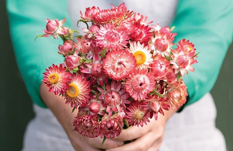 Jätteeternell - Natalie´s Blommor & Ting