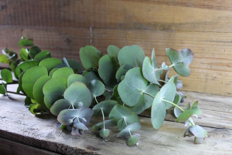 Eucalyptus - Natalie´s Blommor & Ting