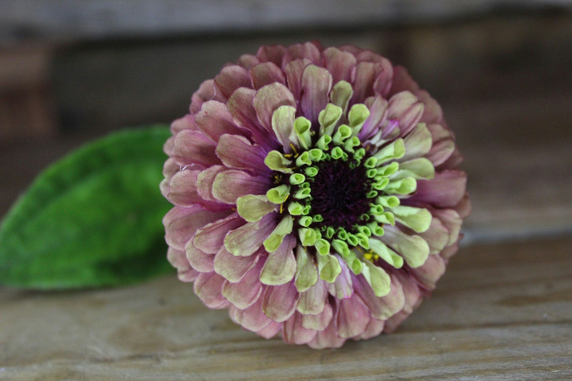 Zinnia - Natalie´s Blommor & Ting