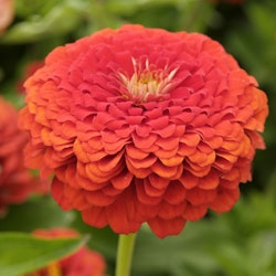 Zinnia Elegans Oriole