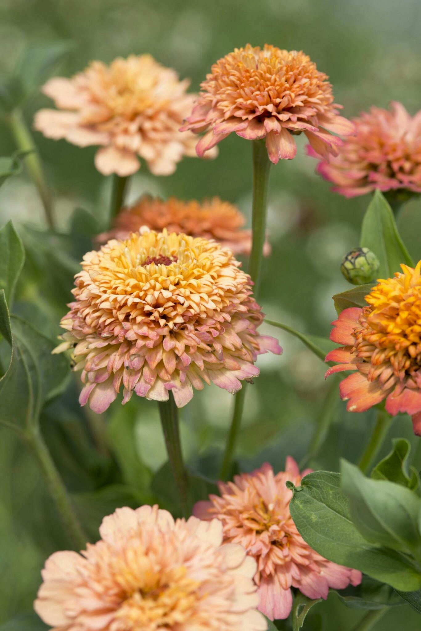 Zinnia Elegans Cresto Peachy Pink