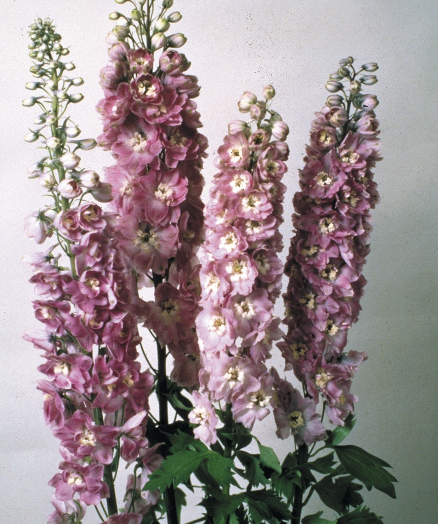 Riddarssporre Magic Fountain Lilac Pink White Bee - Natalies Blommor & Ting