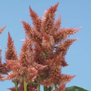 Celosia Salmon