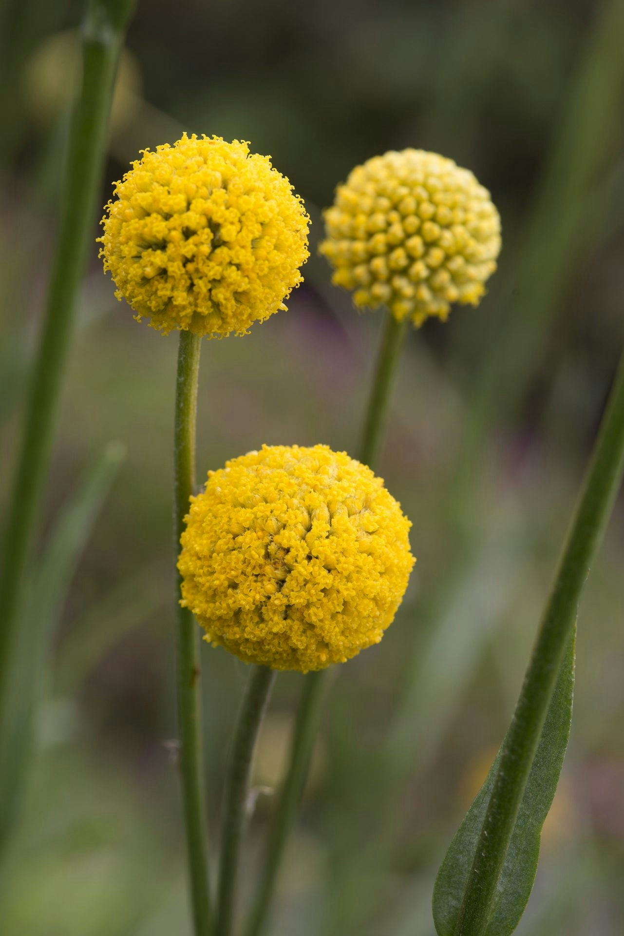 Solboll Drumstick