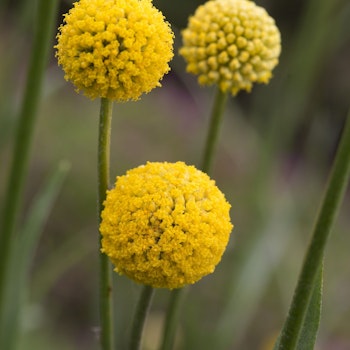 Solboll Drumstick