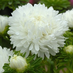 Aster King Size White