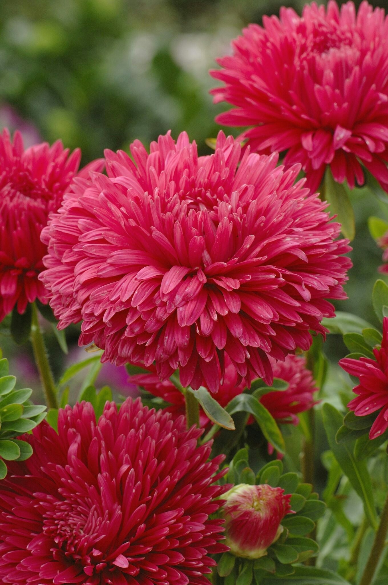 Aster King Size Red