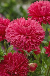 Aster King Size Red