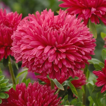 Aster King Size Red