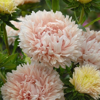 Aster King Size Apricot