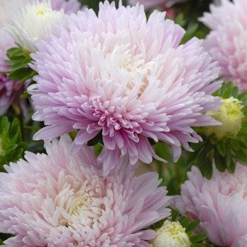 Aster King Size Appleblossom