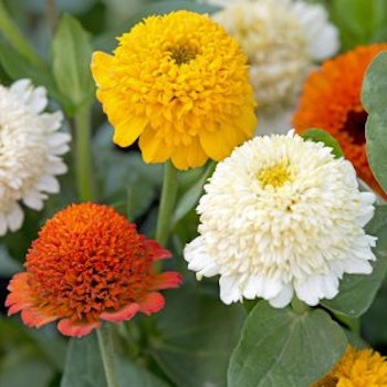 Zinnia Citrus Mix