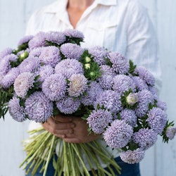 Aster Lady Coral Lavender