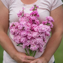 Lövkoja Iron Pink