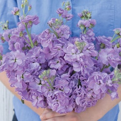 Lövkoja Lavender Blue