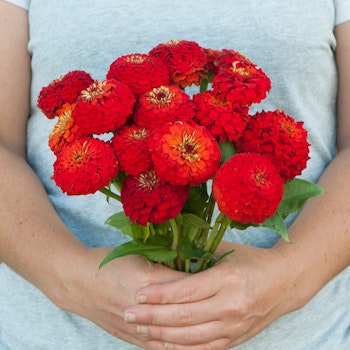 Zinnia Oklahoma Scarlet