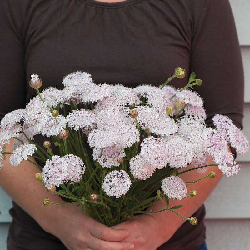 Didiscus Blå Parasoll Lacy Pink