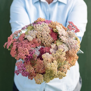 Röllika Summer Pastels