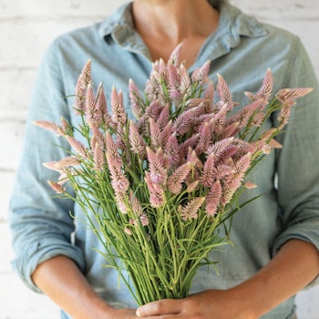 Celosia Flamingo Feather