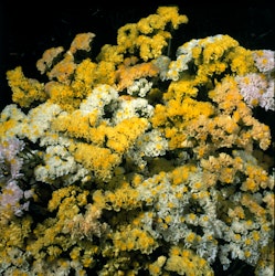 Risp Limonium Moonlight