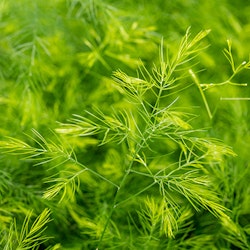 Sparris Asparagus virgatus