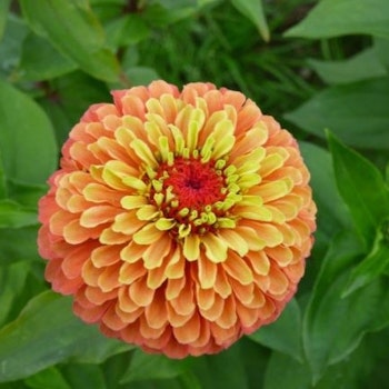 Zinnia Queen  Lime Orange