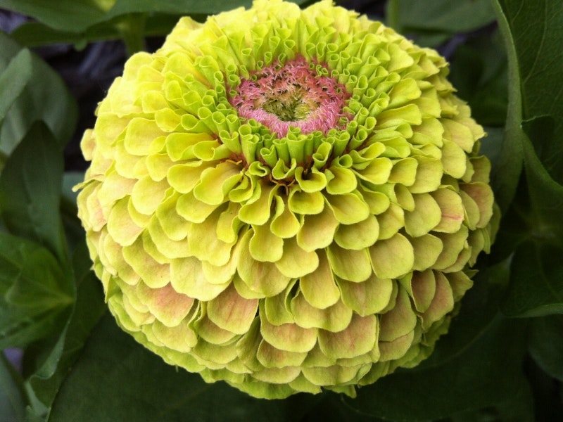 Zinnia Queen Lime Blotch