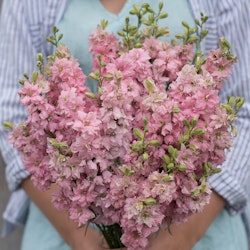 Sommar Riddarsporre QIS Light Pink