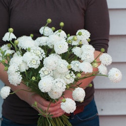 Didiscus Blå Parasoll Lacy White