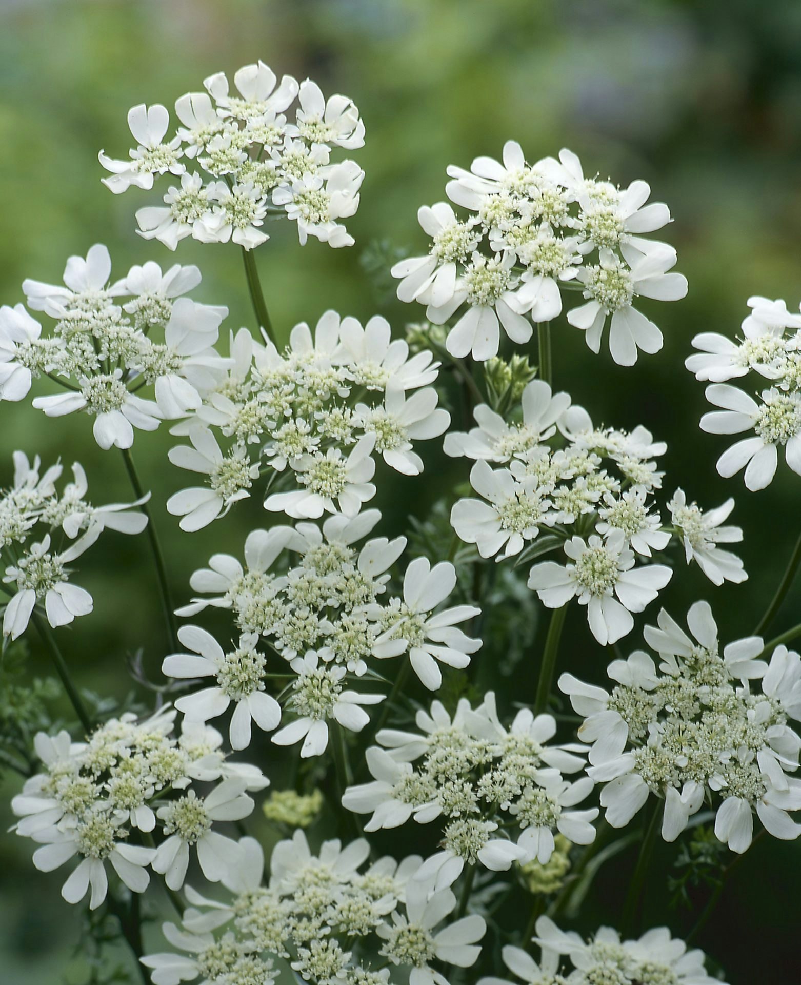 Blomsterkörvel White Lace