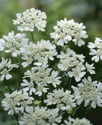 Blomsterkörvel White Lace