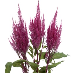 Celosia Century Pink