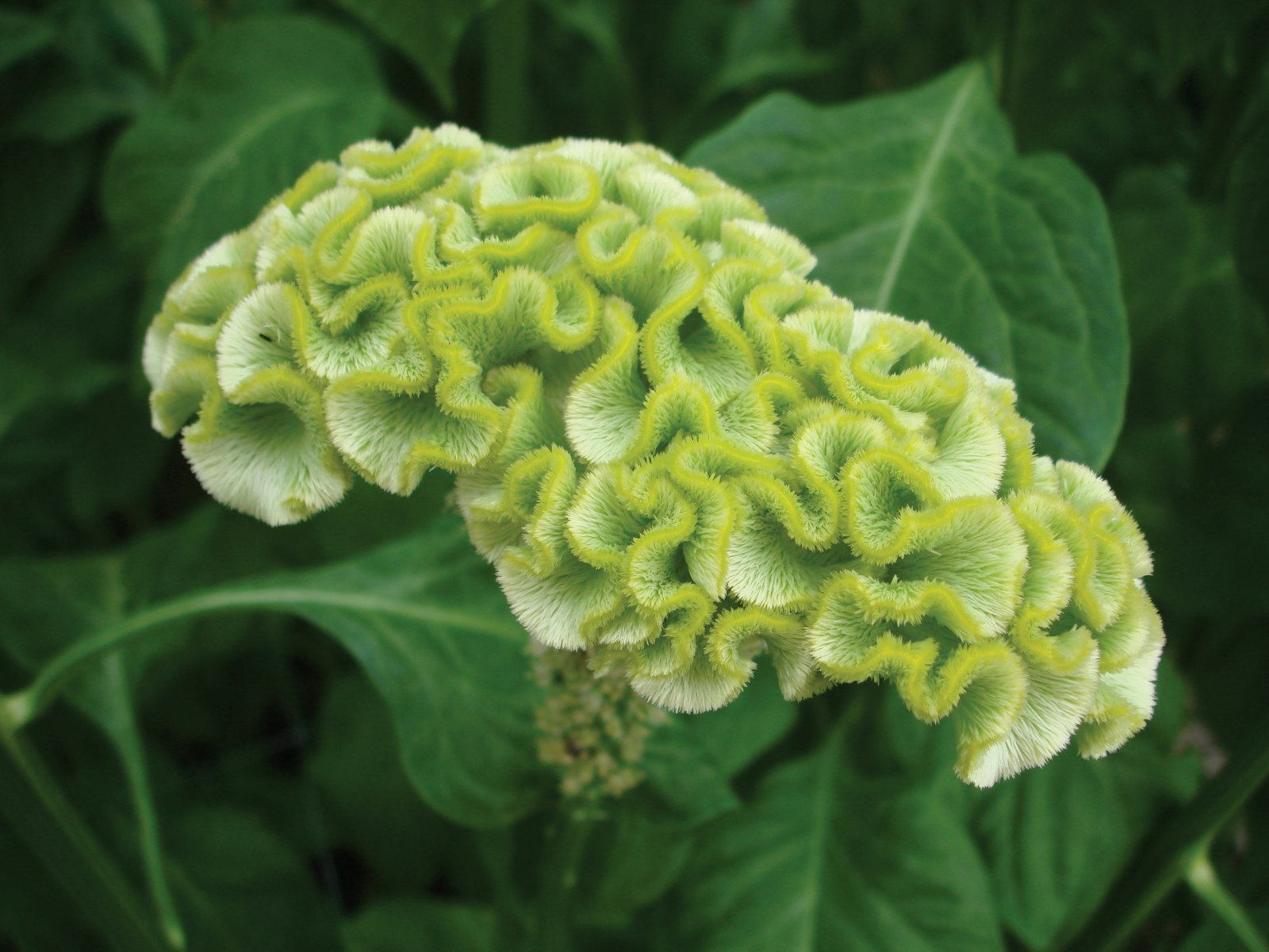 Celosia Spring Green