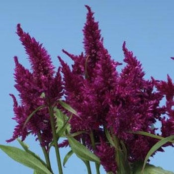 Celosia Celway Purple
