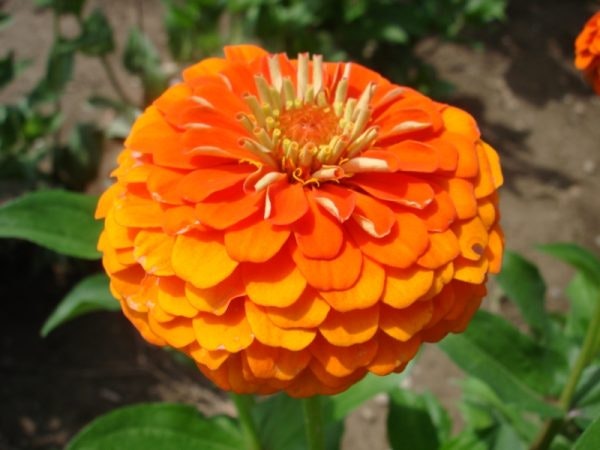 Zinnia Queen Pure Orange