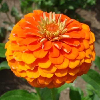 Zinnia Queen Pure Orange