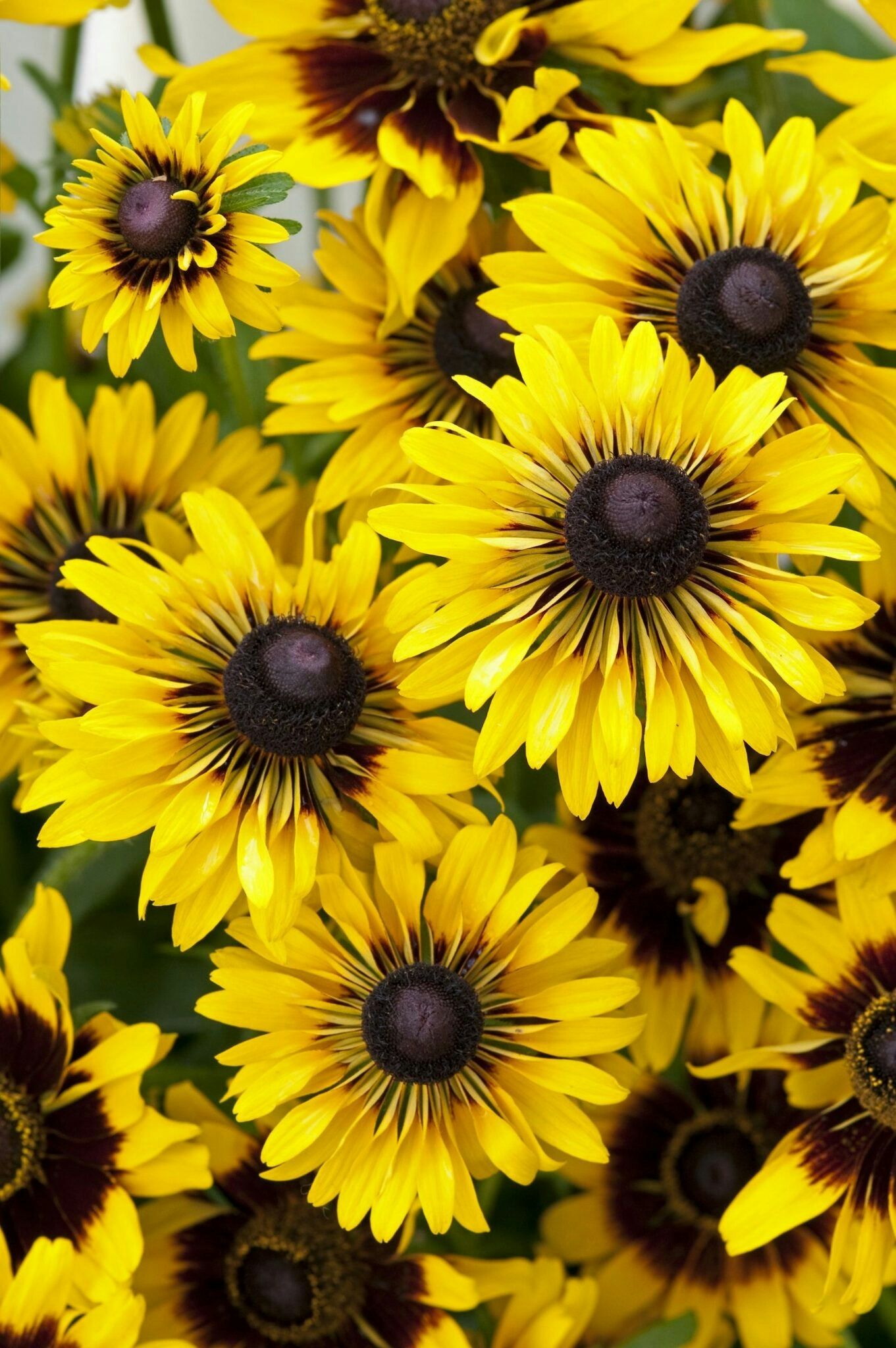 Rudbeckia Sputnik