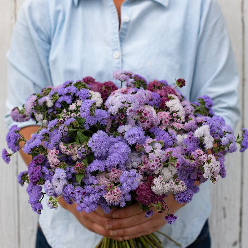 Ageratum Timless Mixture