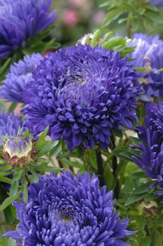 Aster King Size Mid Blue