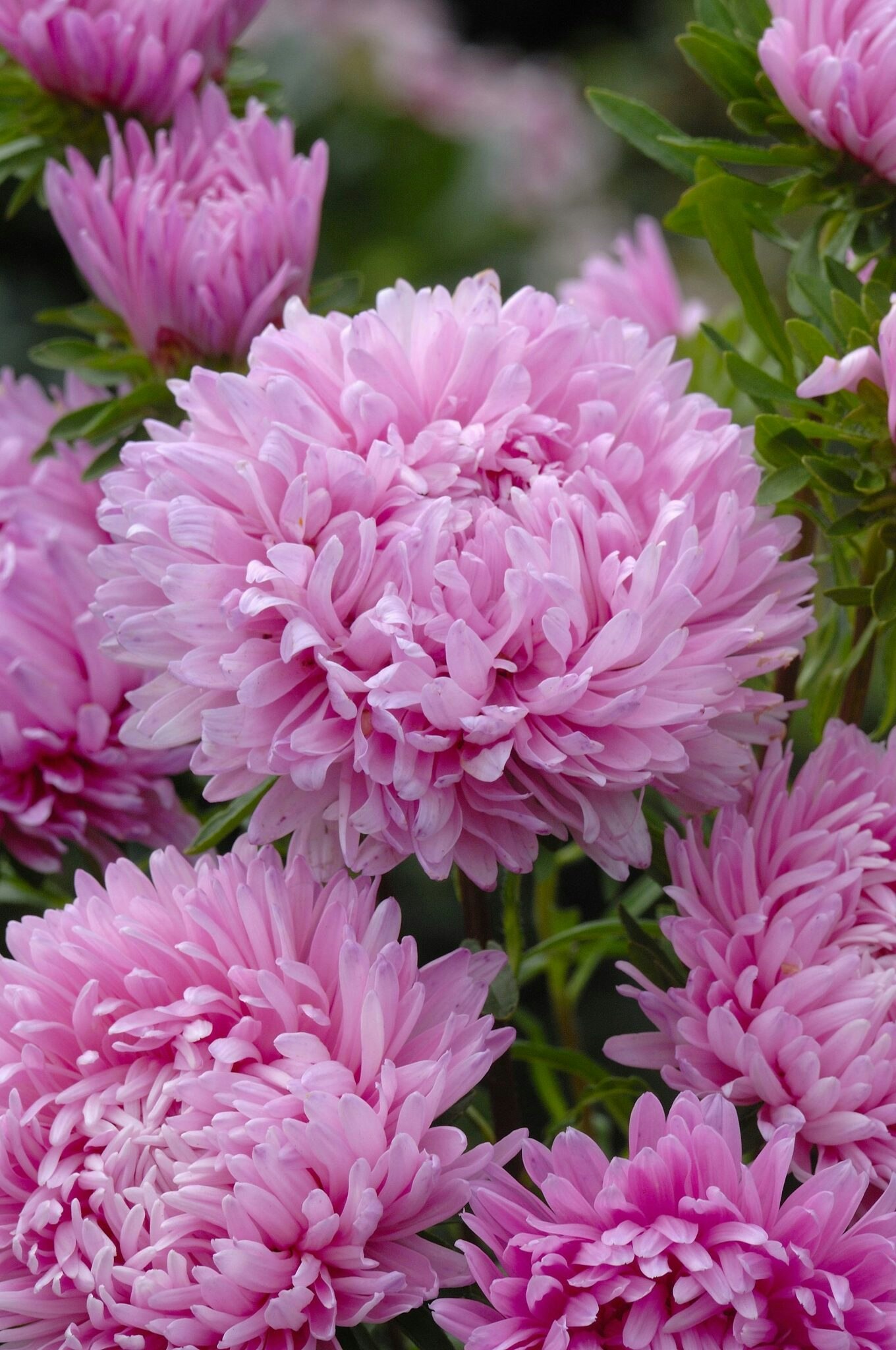 Aster King Size Pink