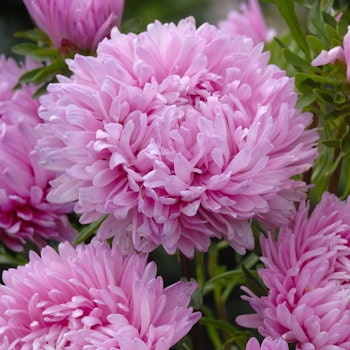 Aster King Size Pink