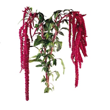 Amaranhus Love Lies Bleeding